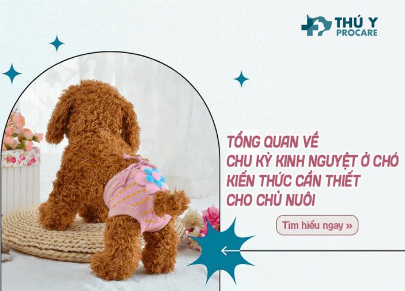Tổng quan chăm sóc sức khỏe chó cái, phòng bệnh và triệt sản